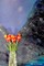 Abstract tullips Artist classic grid journal $ir Michael Limited edition