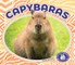 Capybaras