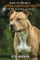 How to rasie a american staffordshire terier to be family dog