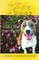 The Zen of Dogs