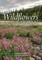 Wildflowers of Alaska and the Yukon Territory