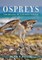 Ospreys