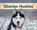 Siberian Huskies