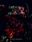 Essential cell biology-15(color)
