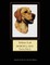 Yellow Lab