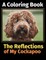 The Reflections of My Cockapoo
