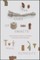 The Lives of Objects