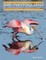 Bird Photography