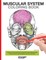 Muscular System Coloring Book