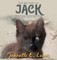 The Mystery of Jack, the One-Eyed Kitten