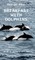 Breakfast with Dolphins