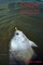 Crappie
