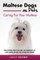 Maltese Dogs as Pets