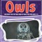Owls