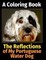 The Reflections of My Portuguese Water Dog