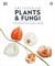 Plants and Fungi