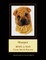 Sharpei