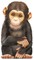 Little Chimp