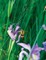 Large Wild Blue Iris Journal