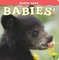 Black Bear Babies!