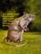 The African Giant/Pouched rat (Cricetomys gambianus) - it's Physiology, ecology, care & taming