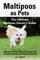 Maltipoos as Pets