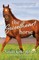 The Sweetheart Horse (Ocala Horse Girls