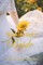 Sunflower Bride