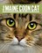 Maine Coon Cat PB