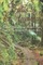 Trails to El Yunque