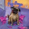 Pug Benji and the Freaky Fruit Snack Fanaticism