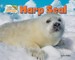 Harp Seal