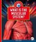 What Is the Muscular System?