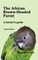 The African Brown-Headed Parrot