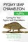 Pygmy Leaf Chameleons as Pets