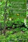 Gardening with the Native Plants of Tenn