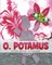 O. Potamus