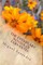 The Exemplary Novels of Cervantes