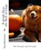 Raleigh Bear, the Best of Dogs