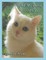 All My Purrs, Spicy