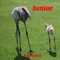 Junior