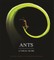Ants