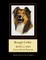 Rough Collie