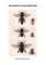 Bee Genetics and Breeding