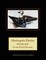 Harlequin Ducks