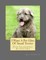 I Want A Pet Glen Of Imaal Terrier