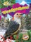 Woodpeckers