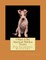 I Want A Pet American Hairless Terrier