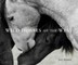 Wild Horses of the West