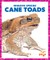 Cane Toads
